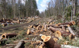 Упрощена процедура вырубки деревьев 