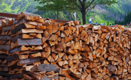 Haos în primării din cauza listelor care trebuie întocmite pentru colectarea lemnelor de foc 
