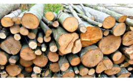 Министерство экологии выделит 6425 млн леев на поддержание цен на древесину