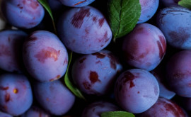 Primele prune timpurii recoltate în Republica Moldova au ajuns pe pieţele din ţările UE