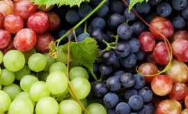 Национальный фестиваль винограда в Молдове отменен изза пандемии COVID19