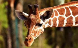 Internauții înduioșați de fotografii cu un pui de girafă de la grădina zoologică din Chester