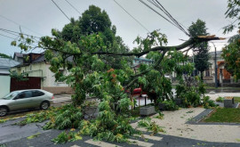 Șefa Spațiilor Verzi vrea să taie arbori trecuți de standarde ca să evite tragedii