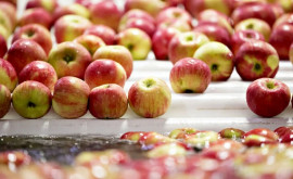Moldova Fruct требует действий для разблокирования экспорта яблок в Россию