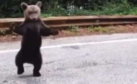Imagini inedite cu puiul de urs care cere îmbrăţişări pe Transfăgărăşan