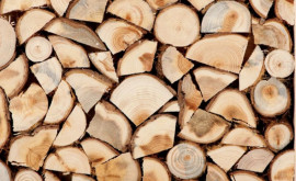 Transnistria a introdus o taxă la exportul de lemn 