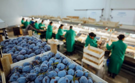 Рынок ЕС открыт для сельхозпродукции Молдовы