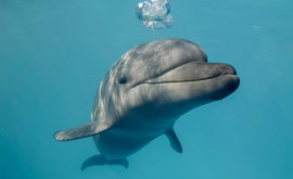 В Японии бешеный дельфин напал на людей 
