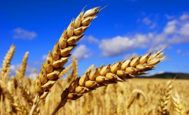 Экспорт молдавских зерновых увеличился в 6 раз