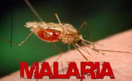 Еще один гражданин Молдовы умер от малярии