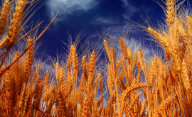 Правительство закупит резервную пшеницу