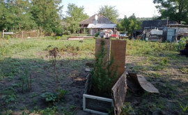 Садоводы энтузиасты Двое жителей Фалешт выращивали наркосодержащие растения 