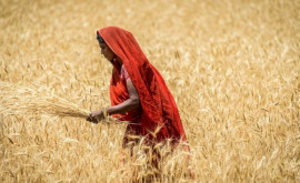 India nu intenţionează să importe grîu