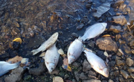 Mormane de pești morți la Drăsliceni chiar lîngă casele oamenilor