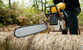 В Глодянском лесу незаконно вырублено более 100 деревьев