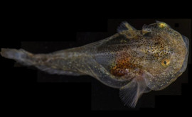 У берегов Гренландии ученые обнаружили светящуюся рыбу в жилах которой течет антифриз