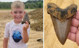 Мальчик обнаружил в Южной Каролине зуб древней акулы