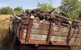 Defrișări ilegale în raionul Leova Prejudicii mediului de mii de lei