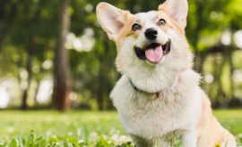 Ветеринары выяснили когда собаки плачут от счастья