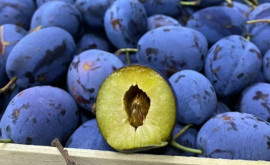 Din ce cauză prețul prunelor în R Moldova este atît de mare