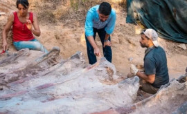 Самый крупный в Европе житель Португалии нашел во дворе останки огромного динозавра