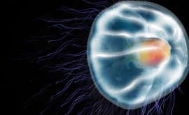Oamenii de știință au descoperit codul genetic al meduzei nemuritoare 
