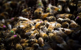 Это чудо Молодой американец ужаленный пчелами 20 000 раз очнулся от комы