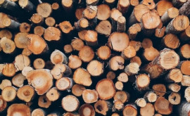 Кишиневский лесхоз выдает дрова населению