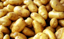 De ce în Moldova contrar prognozelor nu scad prețurile la cartofi