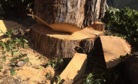 Незаконная вырубка деревьев в Дондюшанах Во сколько оценивается ущерб 