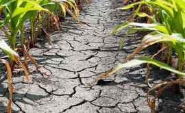 Засуха нанесла серьезный ущерб урожаю этого года