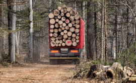 Венгрия решила увеличить заготовку дров