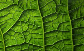 В листьях растений впервые обнаружили микропластик