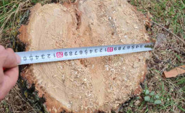 Незаконные вырубки деревьев в Глодянах