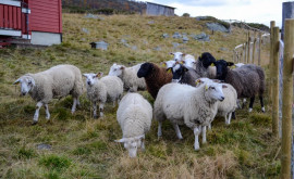 În Moldova dispar ciobanii și văcarii