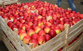 Где и когда в Молдове пройдет Национальный фестиваль яблок