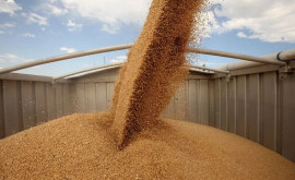 Белоруссия ввела временный запрет на вывоз зерновых
