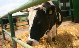 Новая Зеландия запрещает экспорт живых сельскохозяйственных животных