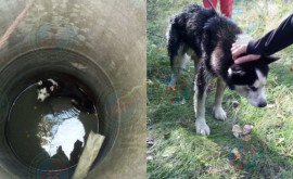 Хотели избавиться Собаку спасли из пятиметрового колодца