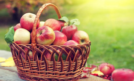 В этом сезоне фермеры будут хранить в два раза меньше яблок