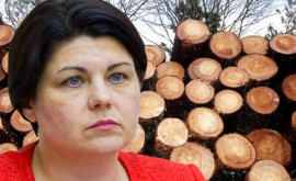 Gavrilița Toți cetățenii moldoveni vor fi asigurați cu lemne de foc anul acesta