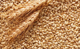 Agenţia Rezerve Materiale a anunţat o nouă licitaţie de procurare a grâului alimentar pentru completarea rezervelor