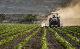 Ассоциация Сила фермеров требует деофшоризации аграрного сектора Молдовы