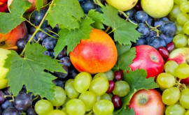 Переход на новые принципы возделывания фруктовых садов залог успеха экспорта в ЕС