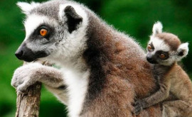 Grădina zoologică din Wellington şia dublat populaţia de lemuri cu coadă inelată specie în pericol de dispariţie