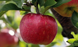 История пожилых фермеров которым некуда деть выращенные яблоки
