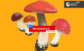 Отравление грибами Что нужно знать ИНФОГРАФИКА