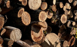 Запросы людей на древесину превышают запасы агентства Moldsilva
