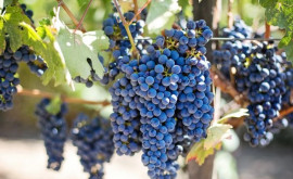 В Тараклии идет сбор поздних сортов винограда