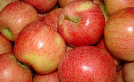 Какие сорта молдавских яблок могут быть конкурентоспособны на рынке Румынии